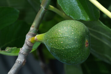Feige, Echte Feige,  Ficus carica