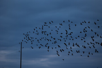 A block of starling birds flying in the summer sky and sitting on electric wires. Bird migration behaviour. Rural scenery of august in Latvia, Northern Europe.