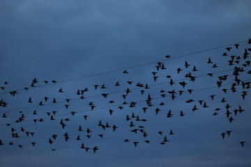 A block of starling birds flying in the summer sky and sitting on electric wires. Bird migration behaviour. Rural scenery of august in Latvia, Northern Europe.