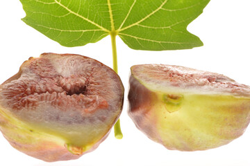 Feige, Echte Feige,  Ficus carica