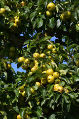 Nashi; Pyrus pyrifolia nashi, erntereif Baum