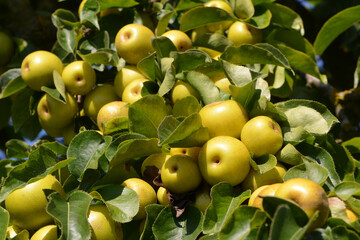 Nashi; Pyrus pyrifolia nashi, erntereif Baum