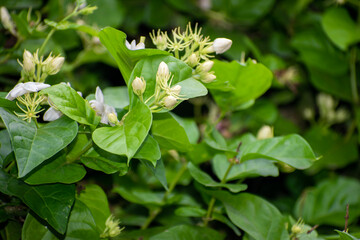 jasmine tea flower, arabian jasmine, jasminum sambac in garden
