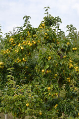 Nashi; Pyrus pyrifolia nashi, erntereif Baum