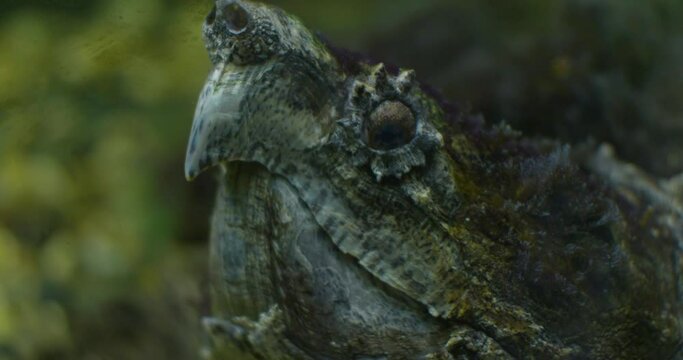 Close-up of the face of a large snapping turtle lying underwater. In the zoo's aquarium, a snapping turtle lies motionless. The snapping turtle is indistinguishable from rocks in an aquarium.
