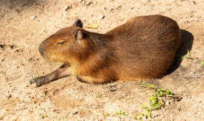 Capybara basks in the sun