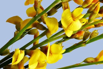 Close-up of Australian Native Broom (Viminaria juncea) flowers and foliage