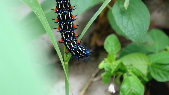 Colorful black and red caterpillars eating fresh green leaves with dew on them. Many caterpillars are exterminated with insecticides because they are considered plant pests