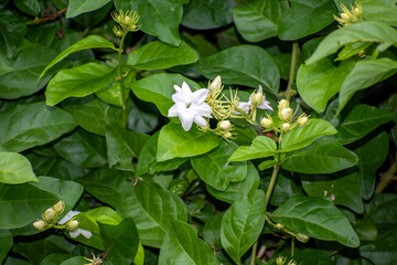jasmine tea flower, arabian jasmine, jasminum sambac in garden