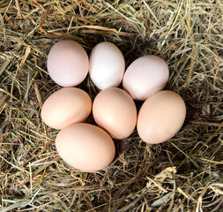 Chicken eggs in a straw nest