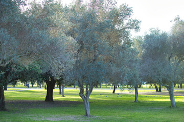 Group of olive trees in the countryside on a sunny day in seville, andalusia, spain.