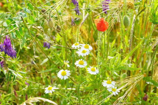 Feldblumen im Getreidefeld