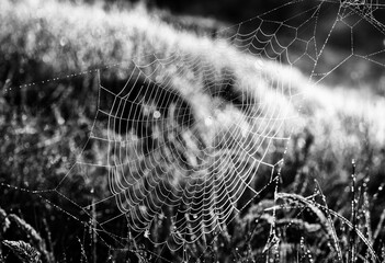 spider webs and the dew on the grass in the rays of the rising sun
