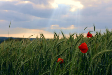 Weizenfeld mit r roten Mohnblumen in der Dämmerung bei Heidenburg im Landkreis Bernkastel-Wittlich, am  Wanderweg Saar-Hunsrück Traumschleife  Arten-Reich. 
