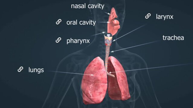 Respiratory system anatomy