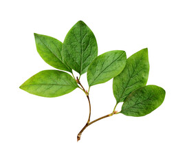 Twig with green leaves isolated on white or transparent background