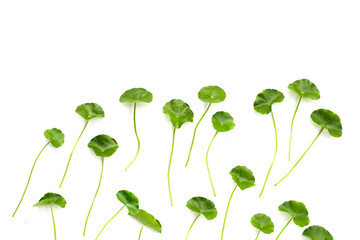 Fresh centella asiatica leaves. Gotu kola herb plant