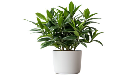 Fototapeta premium Green Plant in White Pot on White Background