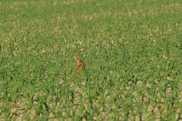 Feldhase, Lepus europaeus