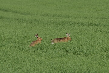 Feldhase, Lepus europaeus