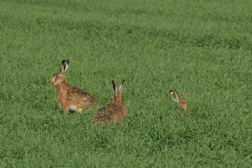 Feldhase, Lepus europaeus