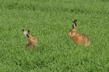 Feldhase, Lepus europaeus