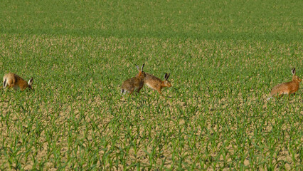 Feldhase, Lepus europaeus