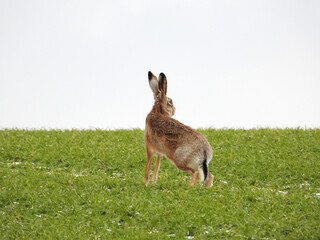 Feldhase, Lepus europaeus