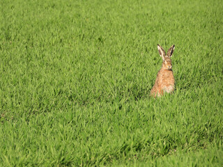 Feldhase, Lepus europaeus