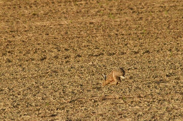 Feldhase, Lepus europaeus