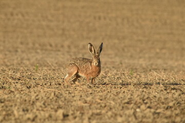 Feldhase, Lepus europaeus