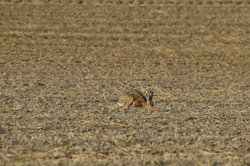 Feldhase, Lepus europaeus