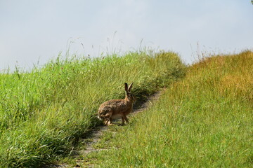 Feldhase, Lepus europaeus