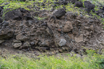 Alluvium Sand and gravel, Kaena Point Trail, Leeward Coast of Oahu, Hawaii geology. 