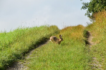 Feldhase, Lepus europaeus