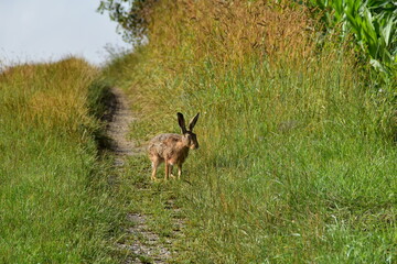 Feldhase, Lepus europaeus