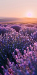 Obraz premium Lavender Field At Sunset With Mountain Views