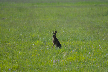 Feldhase, Lepus europaeus