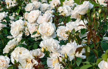 Beautiful English blooming rose garden
