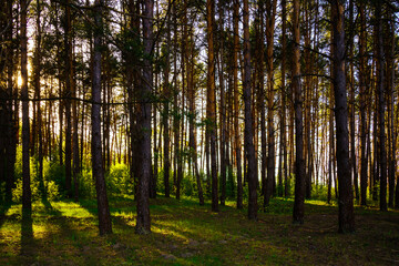 Obraz premium Sunbeams streaming through the pine trees and illuminating the young green foliage on the bushes in the pine forest in spring.