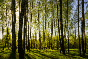 Sunset or sunrise in a spring birch forest with bright young foliage glowing in the rays of the sun and shadows.