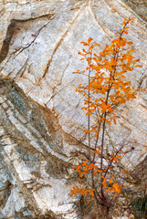 Abstract natural autumn background with beautiful yellowed wild bush on rocky cliff of Baikal Lake on backdrop of stone surface. Empty space for text, natural blank, mock up