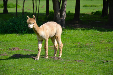 The Huacaya alpaca (Vicugna pacos) on the meadow