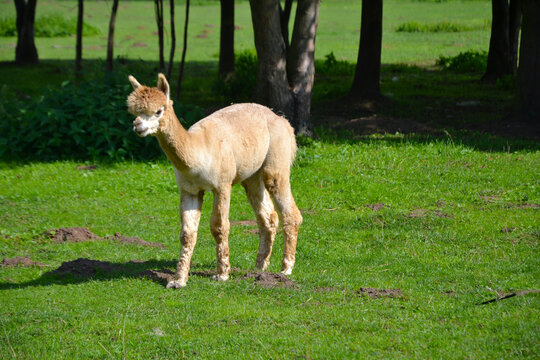 The Huacaya alpaca (Vicugna pacos) on the meadow