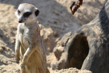 Fototapeta premium Meerkat family member (Suricata suricatta) on guard. Suricate - small carnivoran guarding the flock