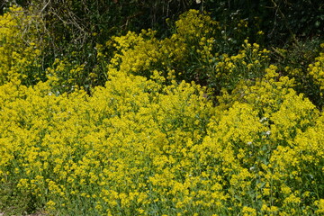 Barbarakraut, Gewöhnliches Echtes, Barbarea vulgaris