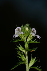 Steife Augentrost, Euphrasia spp., Euphrasia stricta