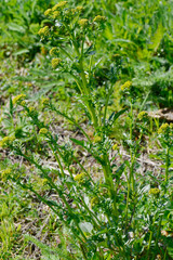 Barbarakraut, Gewöhnliches Echtes, Barbarea vulgaris