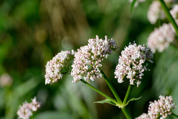 Baldrian, Echter Arznei-Baldrian, Valeriana officinalis