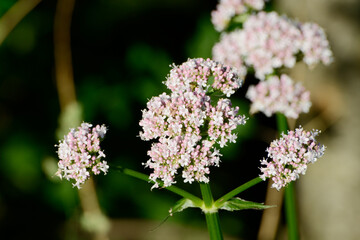 Baldrian, Echter Arznei, Valeriana officinalis,  blühende  Pflanzen,  Einzelpflanzen,  an...